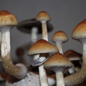 B+ Cubensis Spores