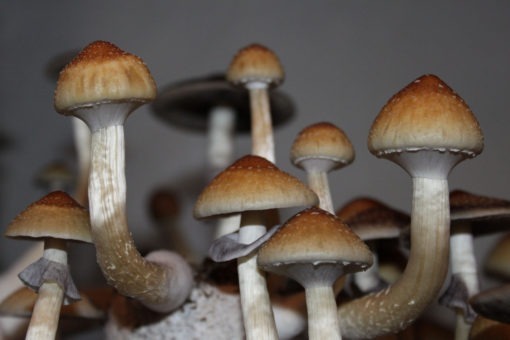 B+ Cubensis Spores