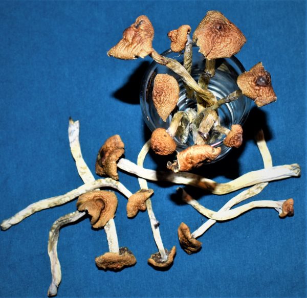 Mazatapec-Mushroomsonlinedispensary