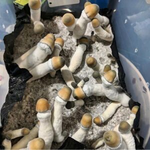 Penis Envy Cubensis | Penis Envy Mushroom Strain