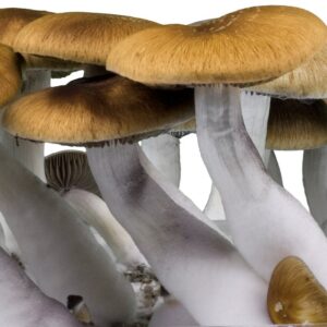 Psilocybe Cubensis Golden Teacher