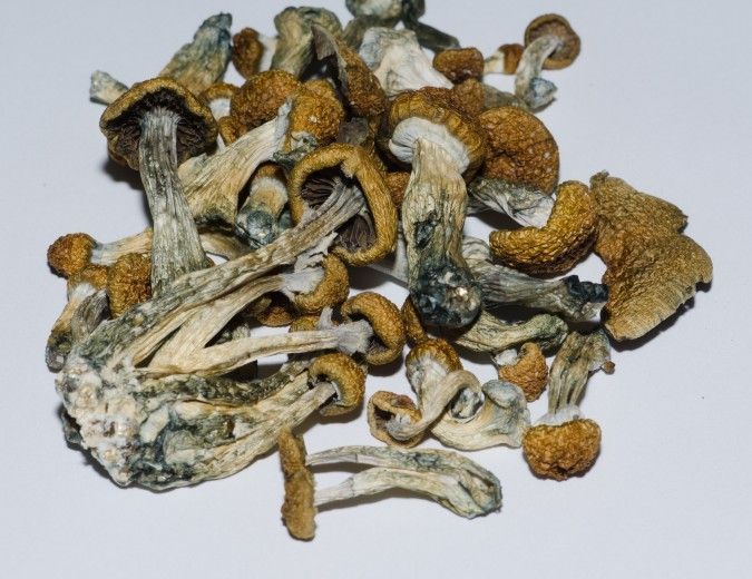 mexican-mushroom-mushroomsonlinedispensary